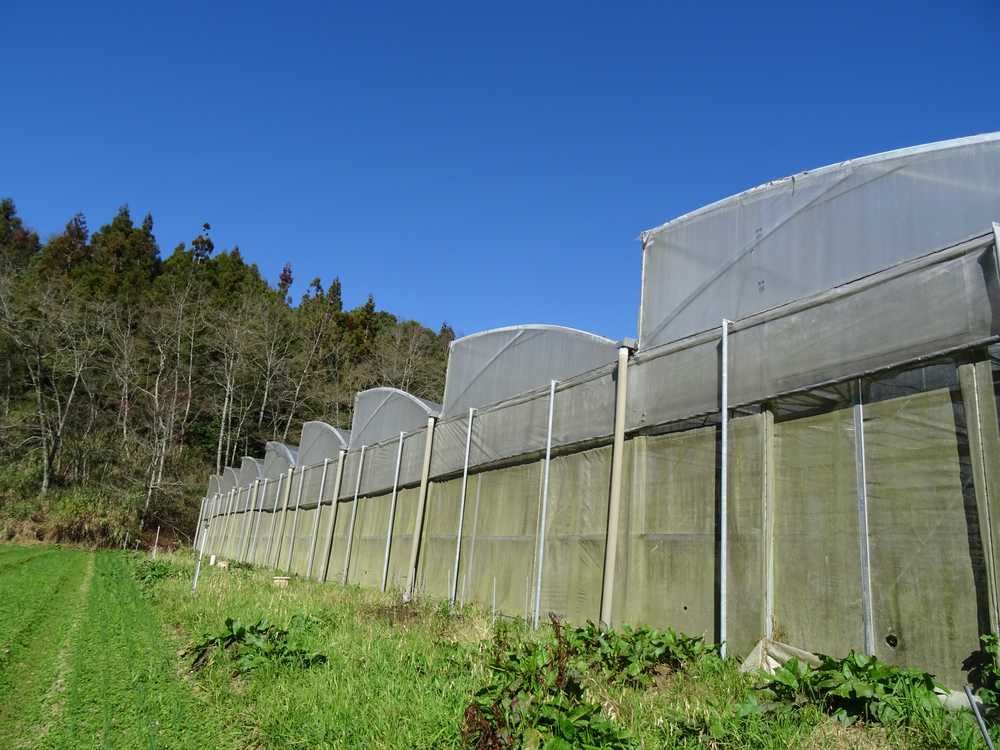 臺大山地實驗農場(梅峰農場)