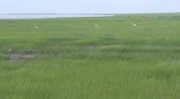 高美濕地